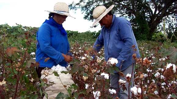 Champs de coton au Paraguay