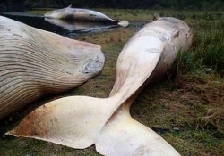 Baleines échouées