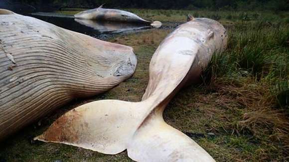 Baleines échouées
