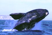 Les Baleines à la Péninsule de Valdés