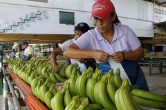 Bananes d'Equateur