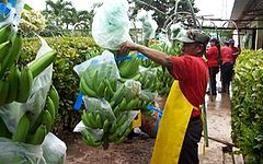 Bananes au Honduras