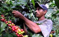 Récolte du café en Colombie