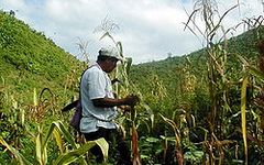 Canne  Sucre au Belize