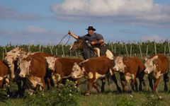 Gaucho en Uruguay