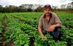 Champs de haricots au Nicaragua