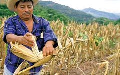 Récolte du maïs au Guatemala