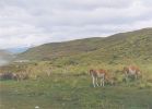 guanacos-paine.jpg