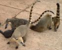 iguazu-coati.jpg