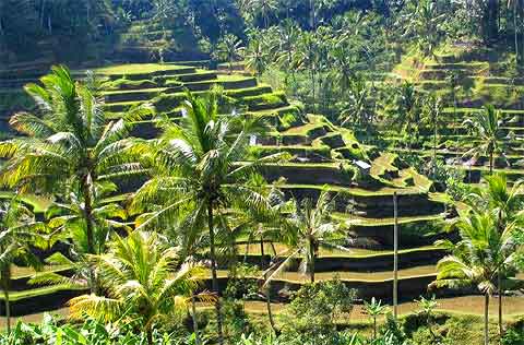 Rizières à Bali