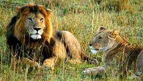 Couple de lions