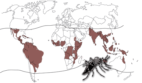 Carte des régions du monde infectées par la dengue