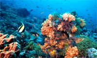 Recif corallien