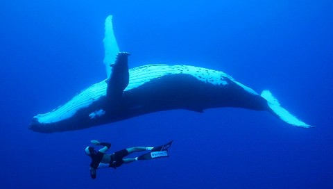 les baleines de rurutu