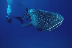 requins baleines