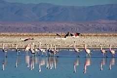 Laguna Chaxa