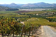 Vignes de Concha y Toro