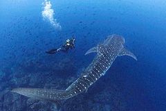 Île Cocos - Requin baleine