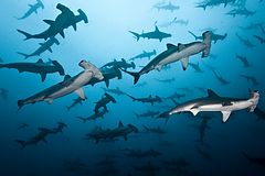 Île Cocos - Requins marteaux