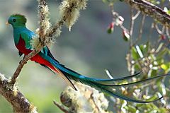 Parc National Los Quetzales