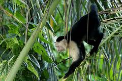 Parc National de Cahuita