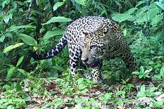 Faune de Tortuguero