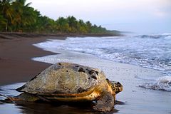 Tortuguero