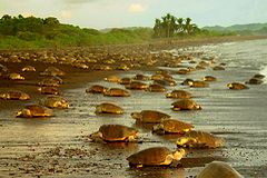 Tortues sur la plage de Tortuguero