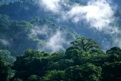 Réserve Biologique de la Forêt de Nuages de Monteverde