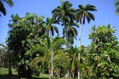 Jardin Botanique de Cienfuegos