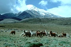 Troupeaux d'alpagas près du Chimborazo