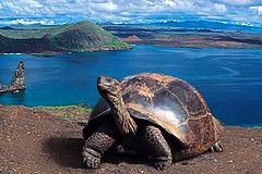 Dcouverte des Galapagos