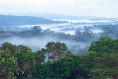 Forêts de la Guyane Française