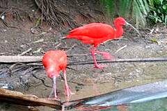 Ibis rouges  Sinnamary