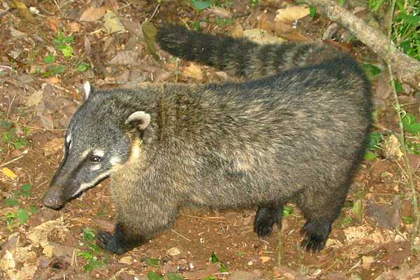 Coati  Iguazu