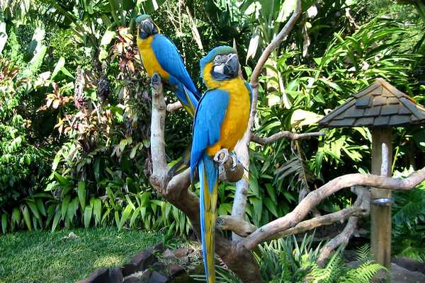 Perroquets  Iguazu