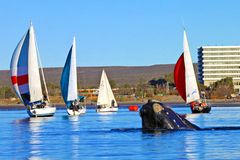 Baleine près de Puerto Madryn