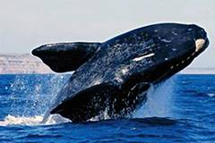 Baleines près de Puerto Madryn