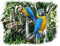 Perroquets à Iguazu
