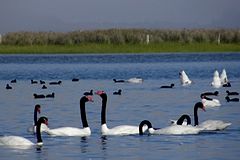 Laguna de Rocha