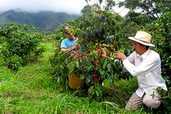 Caf de Colombie