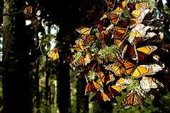 Rserve de biosphre du papillon monarque